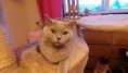 /album/os-nossos-gatos/ivanka-dos-aguas-jpg/